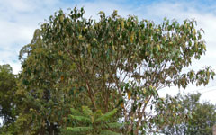 Croton megalocarpus Croton tree